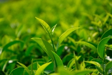 茶葉包裝設(shè)計不僅需要創(chuàng)意，還需要考慮材質(zhì)和品牌形象的展示